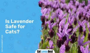 Is Lavender Toxic to Cats? All You Need to Know!