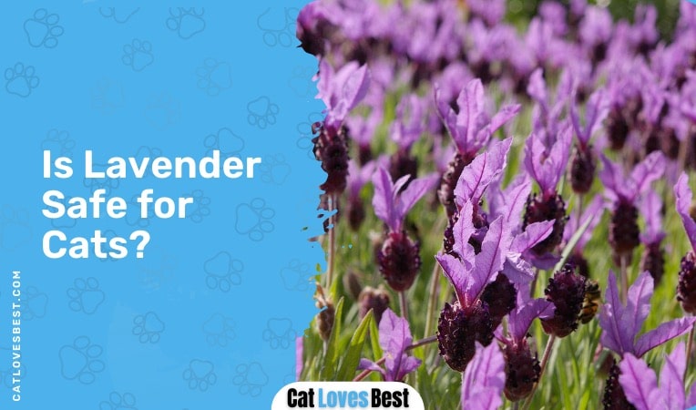 is lavender safe for cats