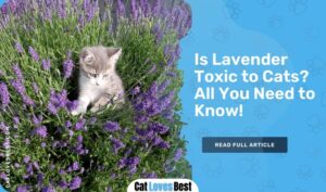 Is Lavender Toxic to Cats? All You Need to Know!