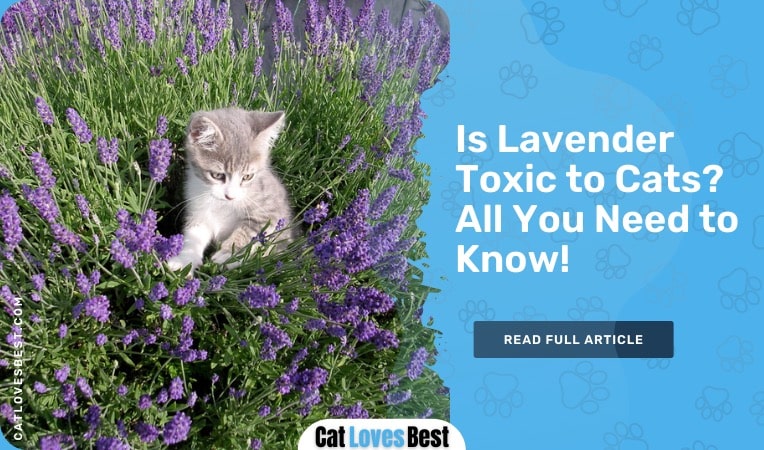 is lavender toxic to cats