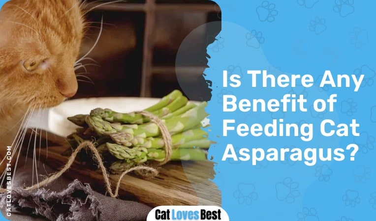 is there any benefit of feeding cat asparagus