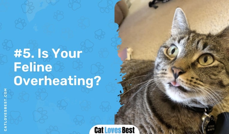 is your feline overheating
