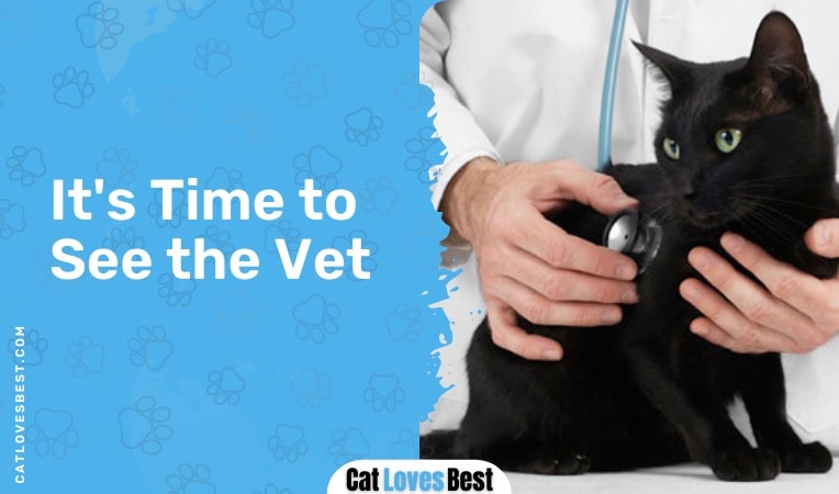 it is time to see the vet