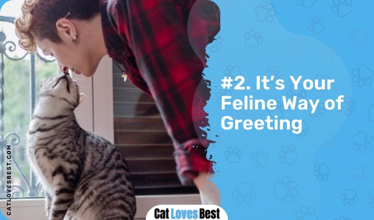 it's your feline way of greeting