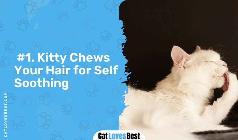 kitty chews your hair for self soothing