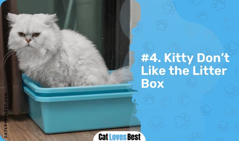 kitty don't like the litter box