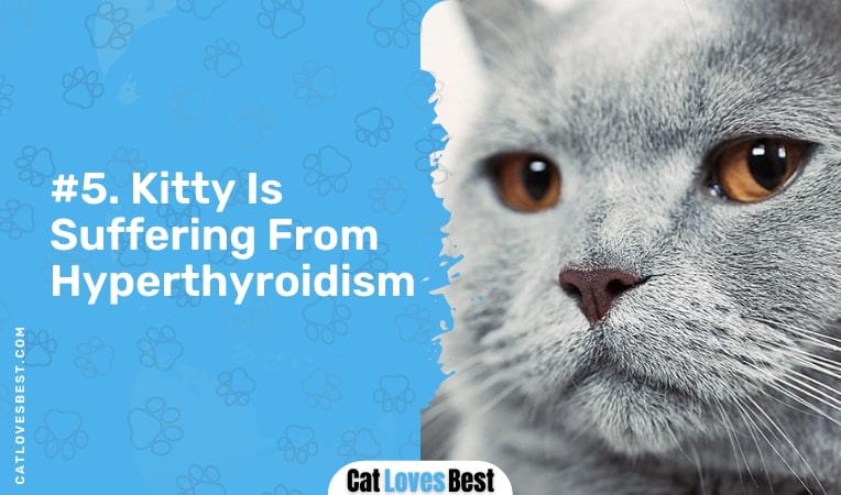 kitty is suffering from hyperthyroidism
