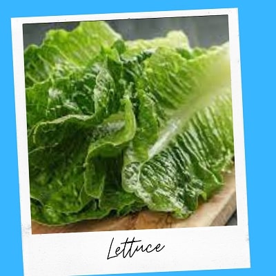 lettuce