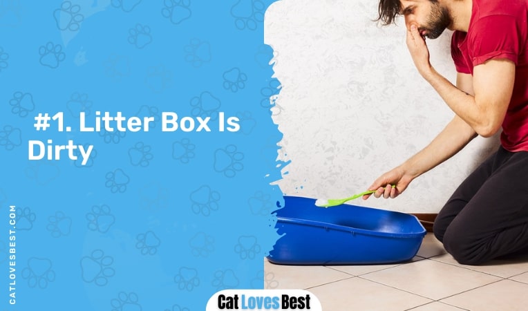 litter box is dirty