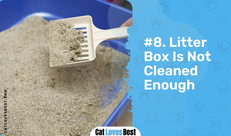 litter box is not cleaned enough