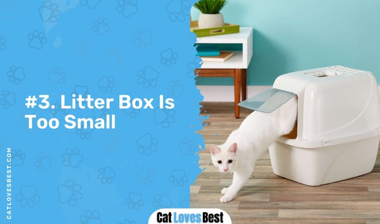 litter box is too small