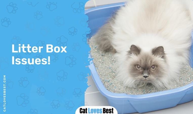 litter box issues-min