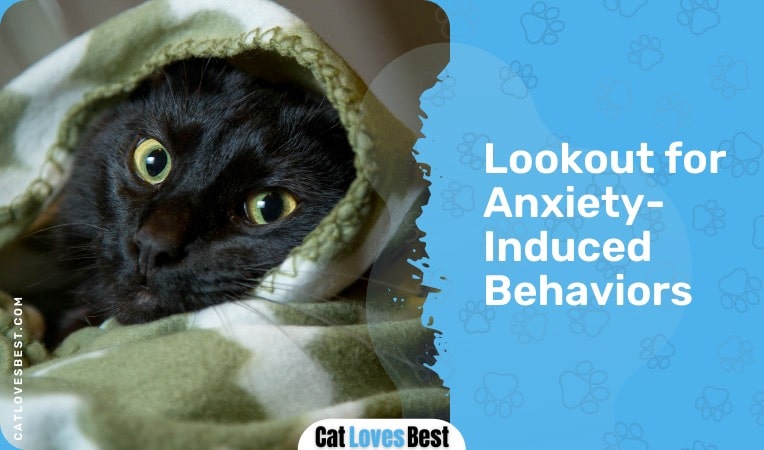 lookout for anxiety induced behaviors in your cat