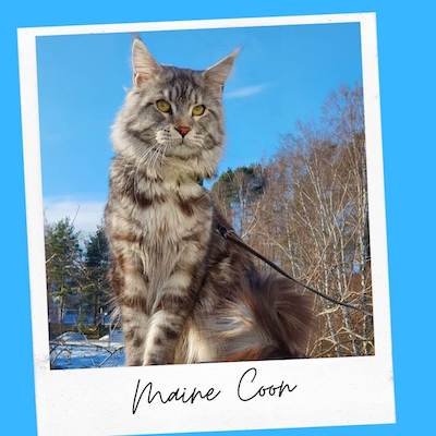 maine coon cat emotional support animal