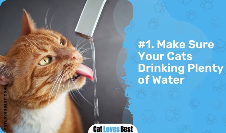 make sure your cat drinking plenty of water