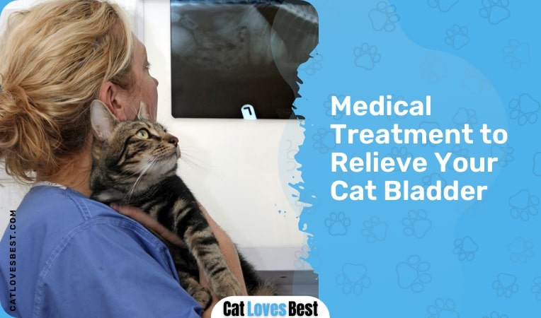 medical treatment to relieve your cat bladder