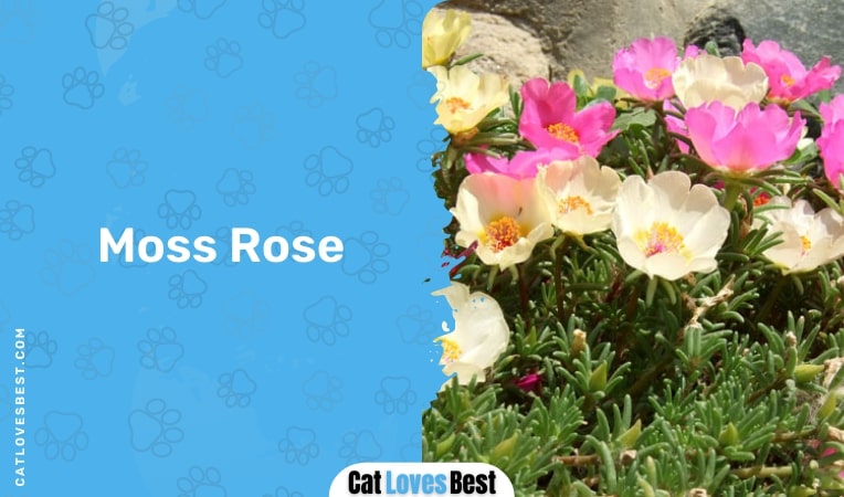 moss rose