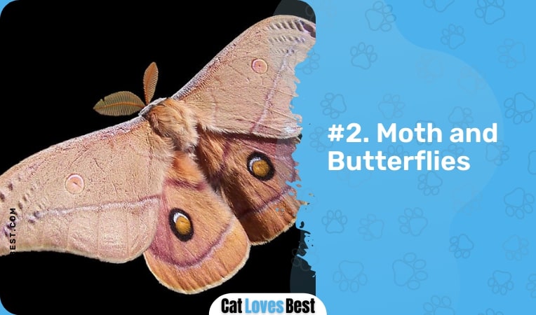moth and butterflies