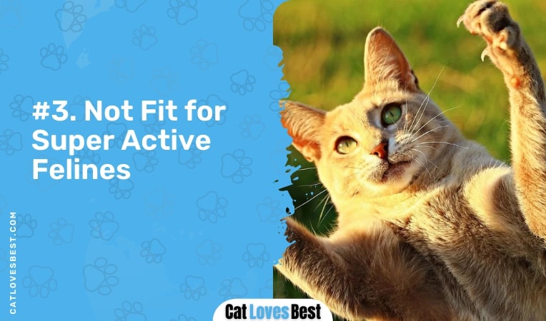 not fit for super active felines