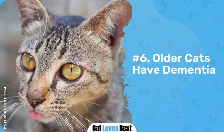 older cats have dementia