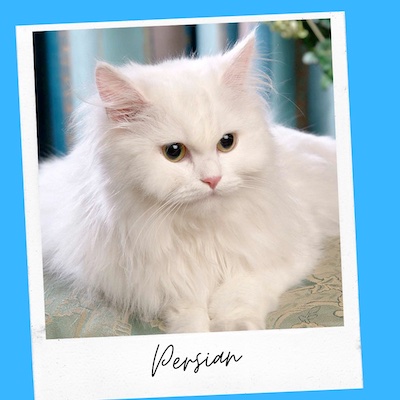 persian cat with affectionate personality