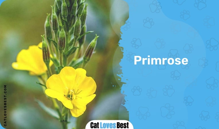 primrose