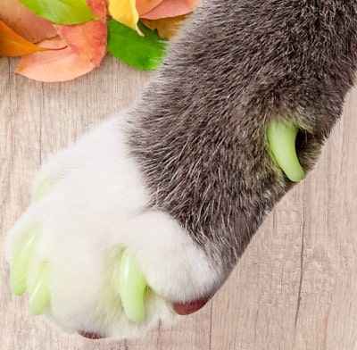 purrdy paws soft cat nail caps