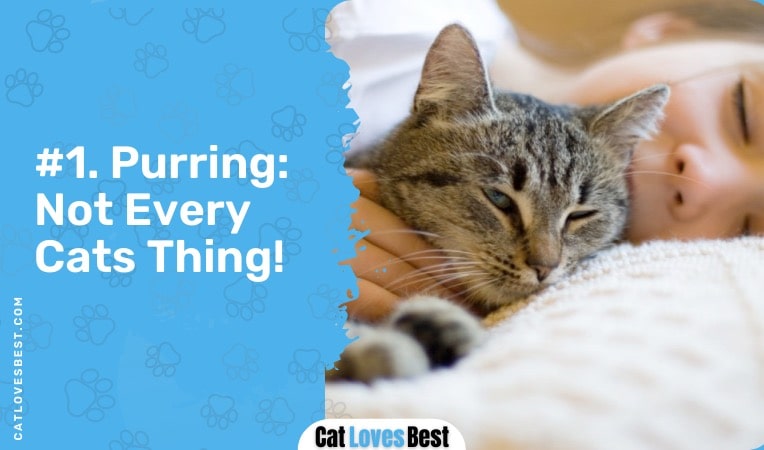 purring is not every cats thing