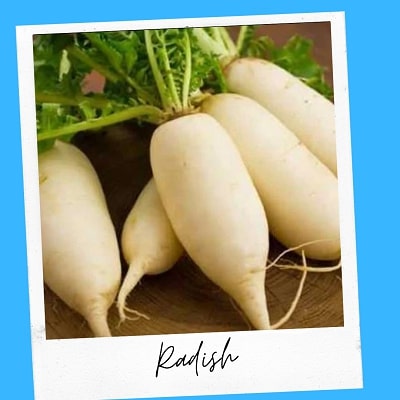 radish