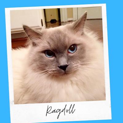 ragdoll cat for emotional support