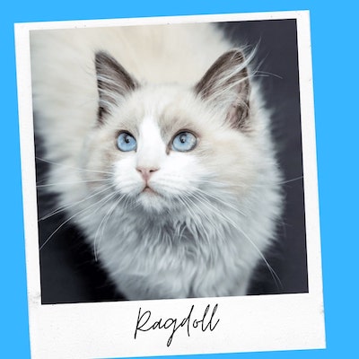 ragdoll friendly cat breed