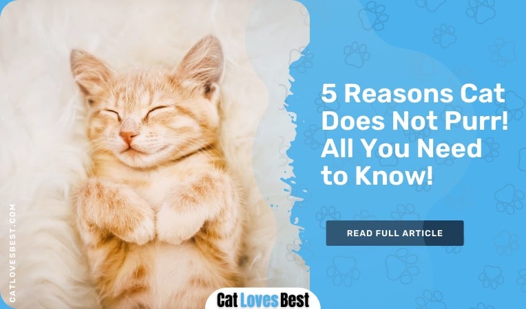 reasons cat does not purr