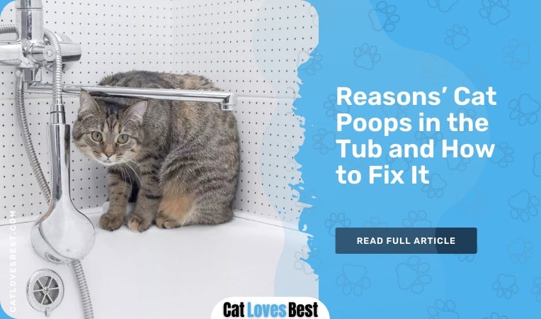 reasons cat poops in tub