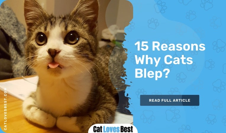 reasons why cats blep