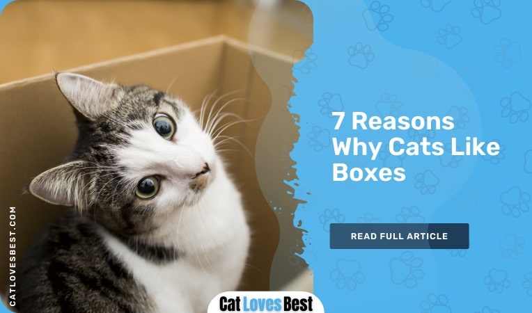 reasons why cats like boxes