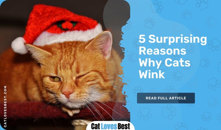 reasons why cats wink