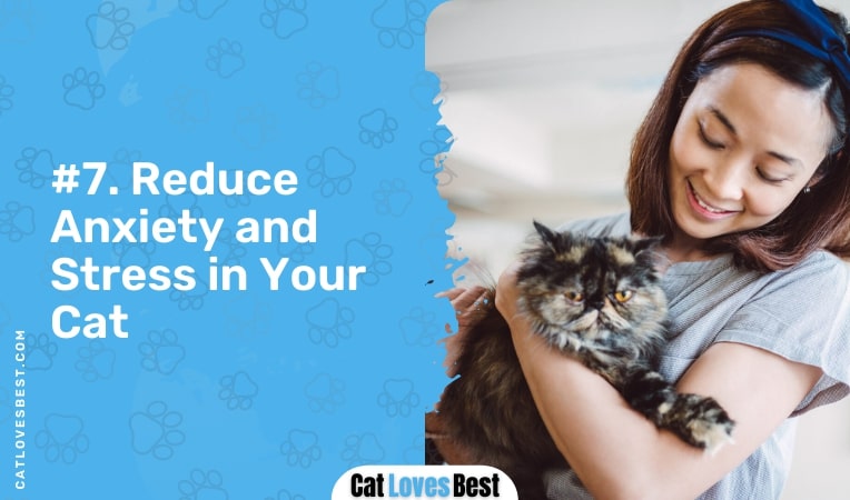 reduce anxiety and stress in your cat