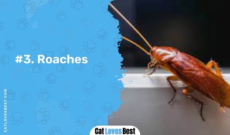 roaches