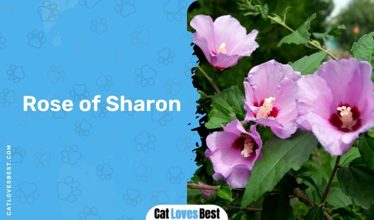 rose of sharon