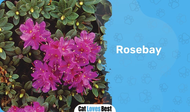 rosebay