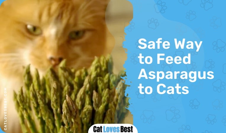 safe way to feed asparagus to cats