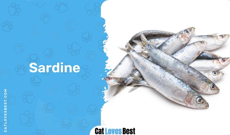 sardines