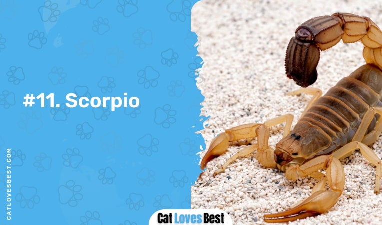 scorpio