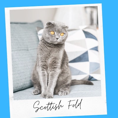 scottish fold cat