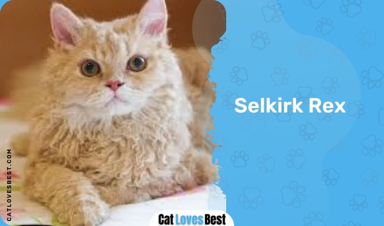 selkirk rex