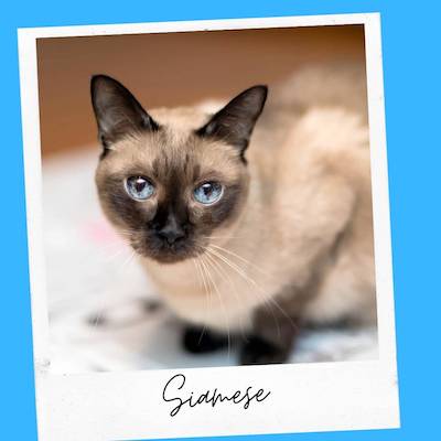 siamese cat emotional support