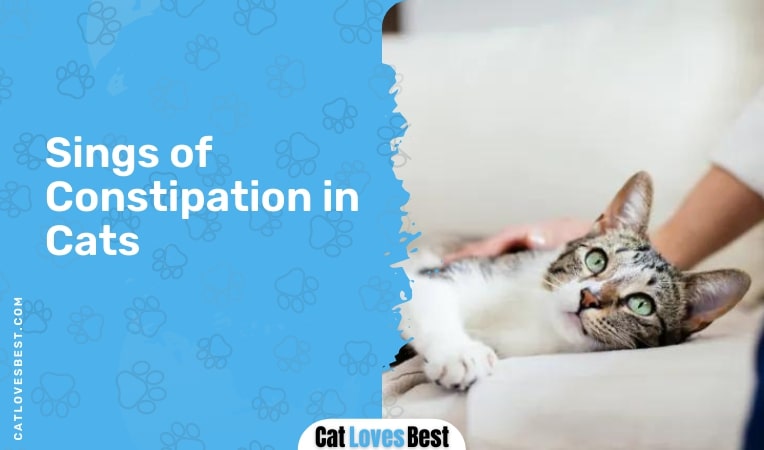 signs of constipation in cats