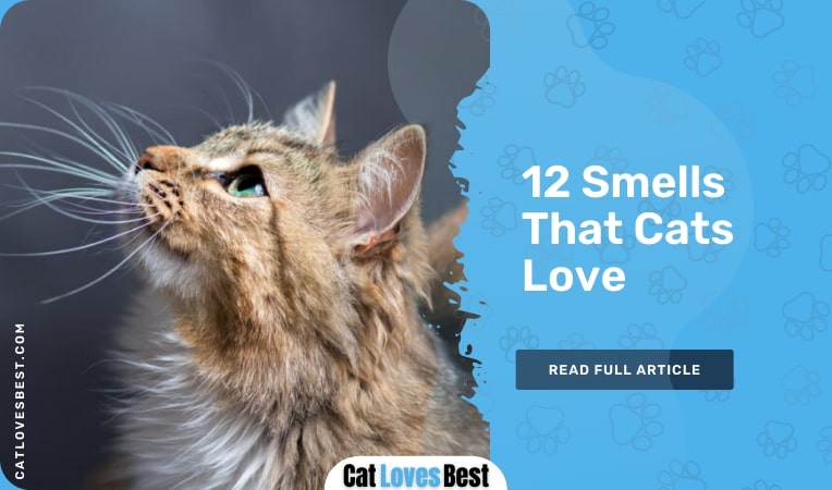 smells that cats love