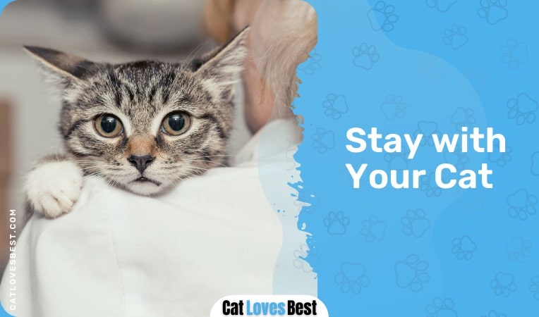 stay with your cat