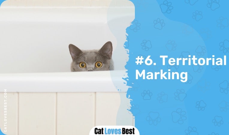 territorial marking